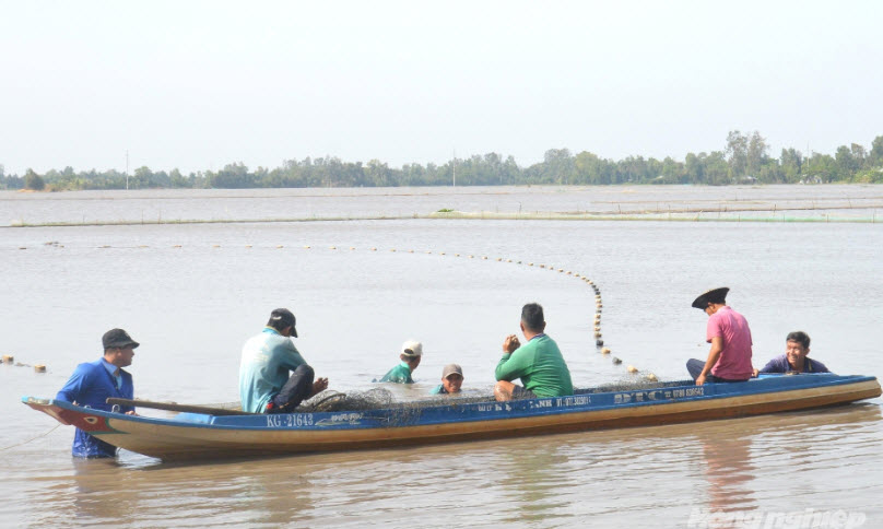 Nuôi cá đăng quầng trên ruộng lúa mang lại hiệu quả kép