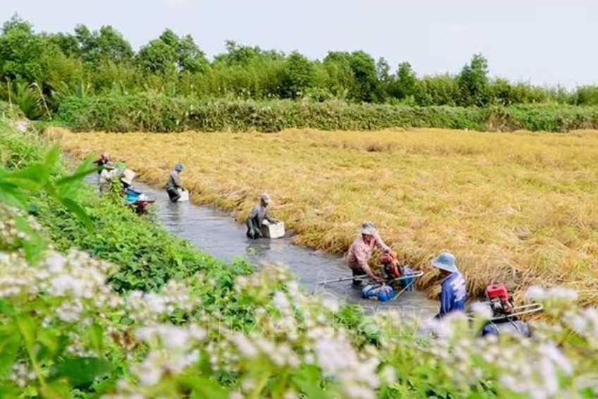 Nông dân trúng đậm vụ lúa trên đất nuôi tôm