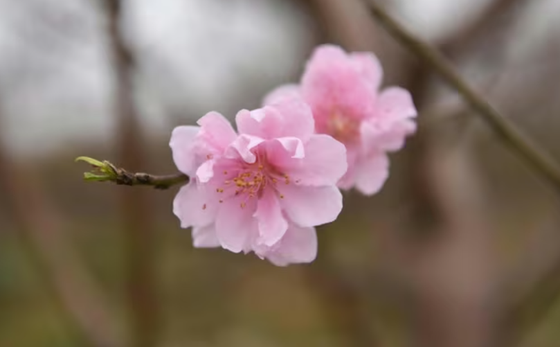 Thủ phủ đào huyền Bảo Đài, Bắc Ninh tất bật bước vào vụ Tết